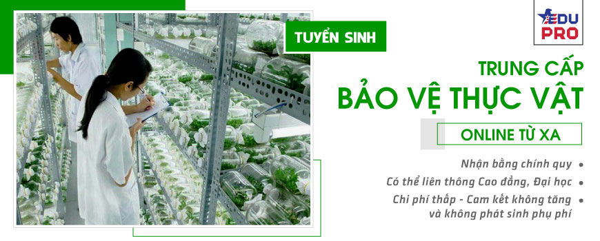 Trung cấp bảo vệ thực vật online từ xa