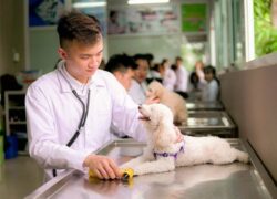Trung cấp thú y online từ xa
