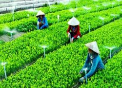 Bằng Trung cấp Nông nghiệp