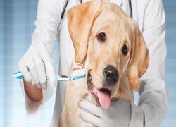 Trung cấp Thú y vừa học vừa làm