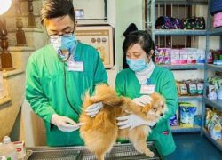 Học Trung cấp thú y ở đâu
