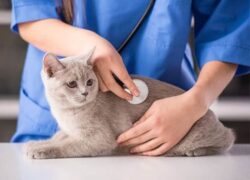 Học phí Trung cấp thú y