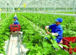 văn bằng 2 trung cấp nông nghiệp