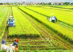 Trung cấp Nông nghiệp học gì
