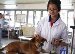 Trung cấp thú y học những gì