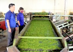 Trung cấp chế biến nông lâm sản