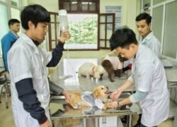 nhung-noi-lam-viec-uy-tin-danh-cho-sinh-vien-tot-nghiep-nganh-thu-y